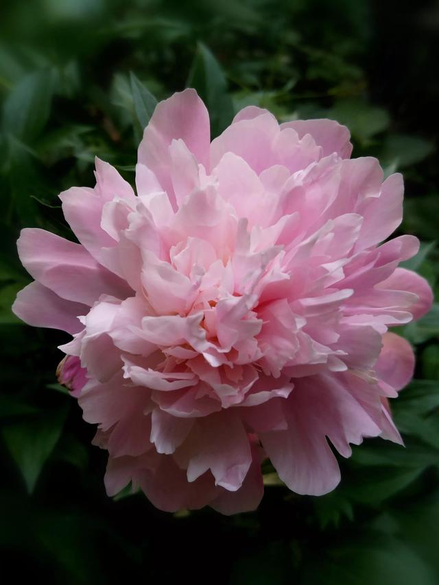 芍药花语，粉色芍药花——真诚不变（粉色芍药花语）