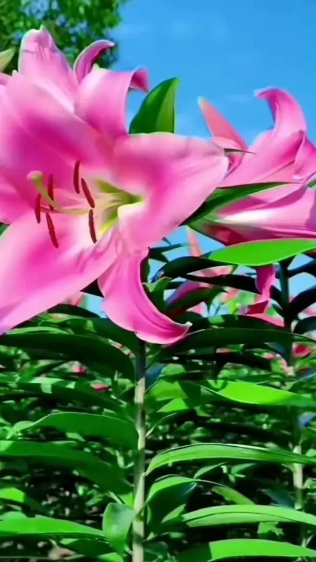 百合花仙子图片大全(花中的仙子一一百合花壁纸) - 彝家农业网