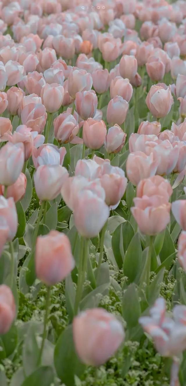 郁金香?可爱女头，微信头像，郁金香?可爱女头（ins风高清手机壁纸质感图片）