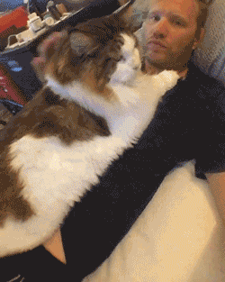 世界上十大最漂亮的猫，世界上十大最漂亮的猫品种有哪些（养猫“首选”这6种猫）