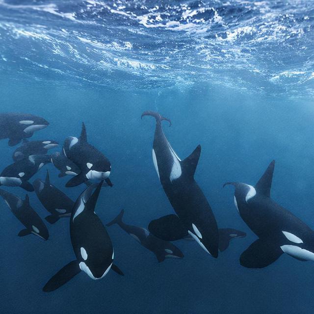 虎鲸和蓝鲸谁厉害，虎鲸vs巨齿鲨vs蓝鲸哪个会赢（深海最凶狠的动物）