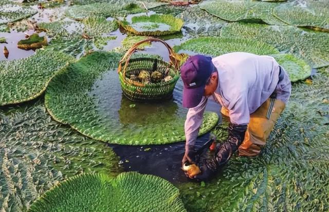 茨菰是什么东西，茨菰是什么[图片]（8种长在水下的名贵蔬菜）