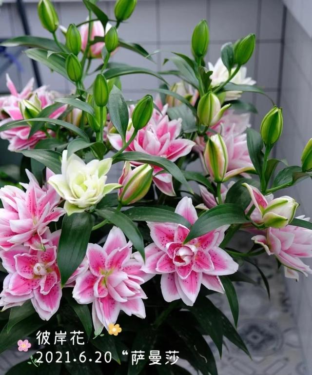 好看的重瓣百合，阳台养重瓣百合花