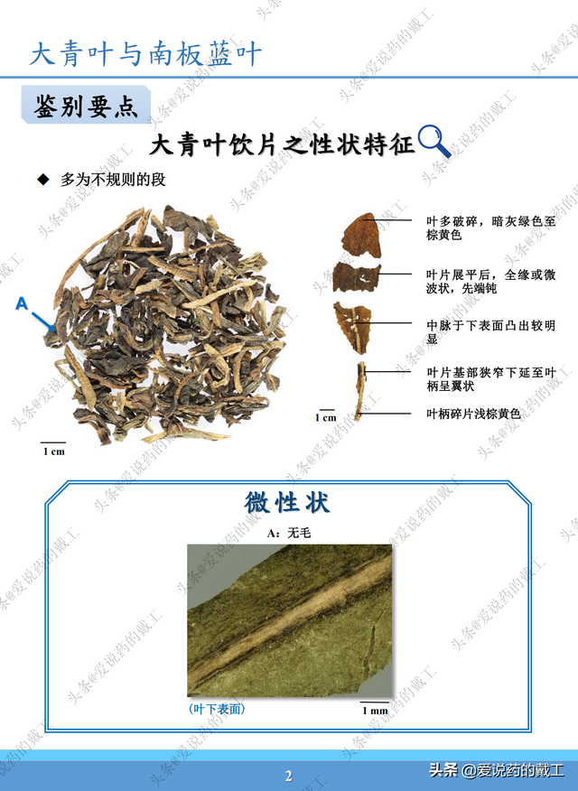 板蓝根与南板蓝根 ，南板蓝根颗粒的功效与作用（易混淆药材外观和显微鉴定——大青叶与南板蓝根）
