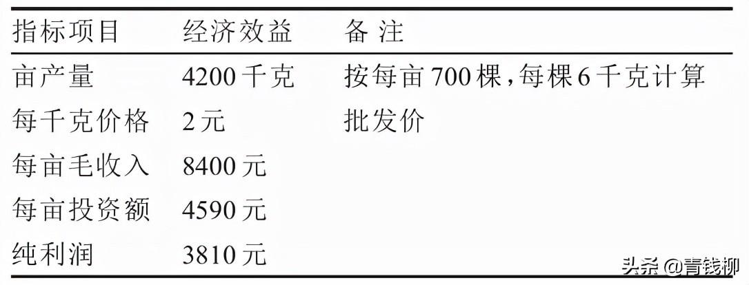 效益分析怎么做（梨园套种技术及效益分析一览）