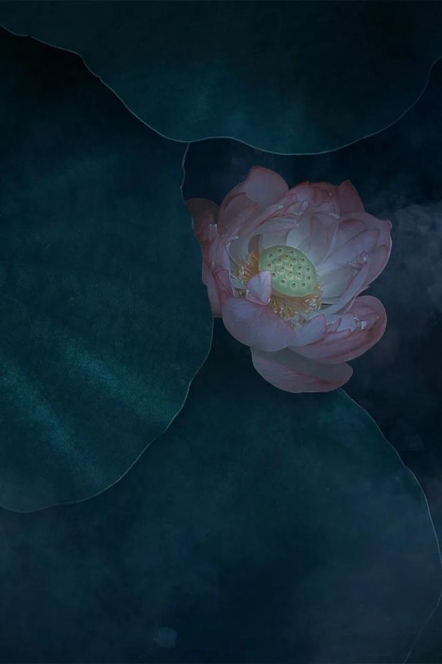 为有源头活水来的全诗，为有源头活水来全诗及翻译（这七首诗，给你一个读书的理由）