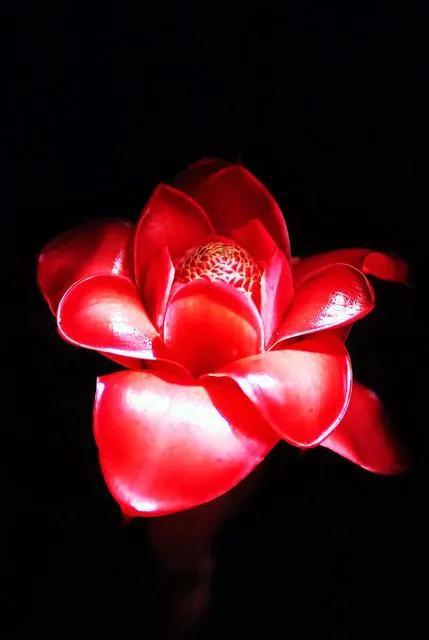 鲜花图片，鲜花图片下载 免费（分享图片：60款精美花卉图）