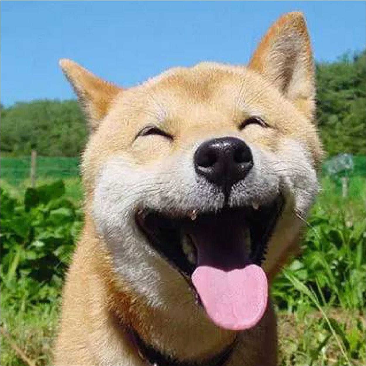 爆笑照片 沙雕(爆笑头像照片沙雕动物) - 珍缘易学