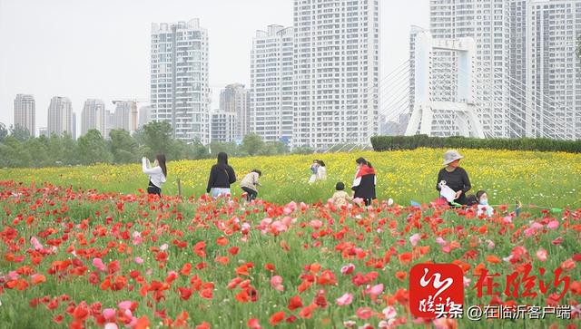 临沂市花是什么花，临沂盛产什么花（临沂中心城区赏花指南上线）