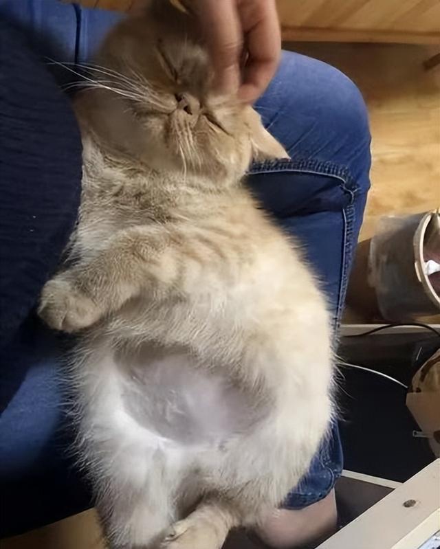 猫传腹怎么治疗，猫传腹怎么治疗好的（猫传腹症到底应该怎么治疗呢）