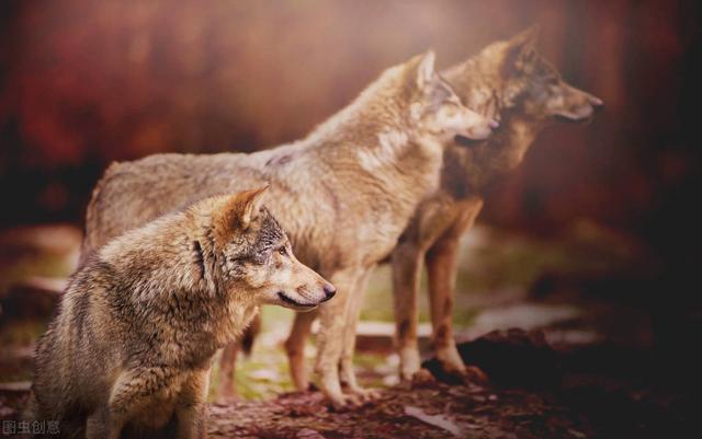 地球上最凶猛的动物，世界上最凶猛的动物的排名是什么（一个手持铁棍的男子）