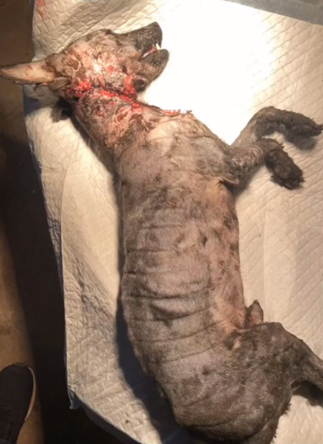 什么地腐烂,河南:编织袋里的流浪狗(什么地腐烂)