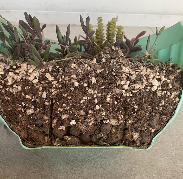 多肉植物怎么种植最合适，养多肉的3个“正确方法”