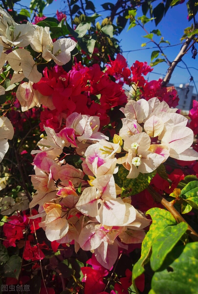 赠送玫瑰花的祝福语，送玫瑰花的祝福语简短（有花陪伴最幸福；有叶牵挂更美好）