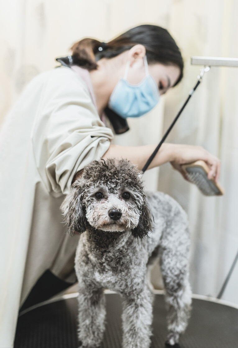 泰迪犬多少天洗澡 泰迪犬多少天能吃东西