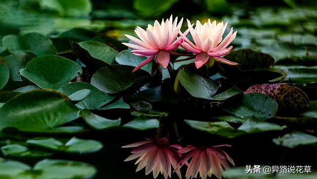 格桑花是什么花，格桑花有哪些特性（秋英、翠菊、金露梅到底是哪种花）