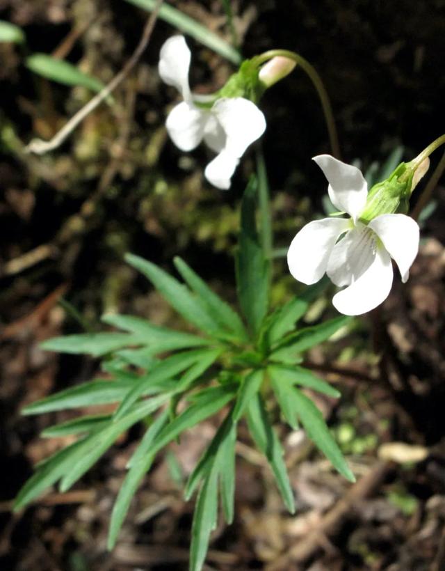 千層塔即蛇足石杉,蛇足石杉是保護植物嗎(寧波四明山首次發現珍稀蕨類