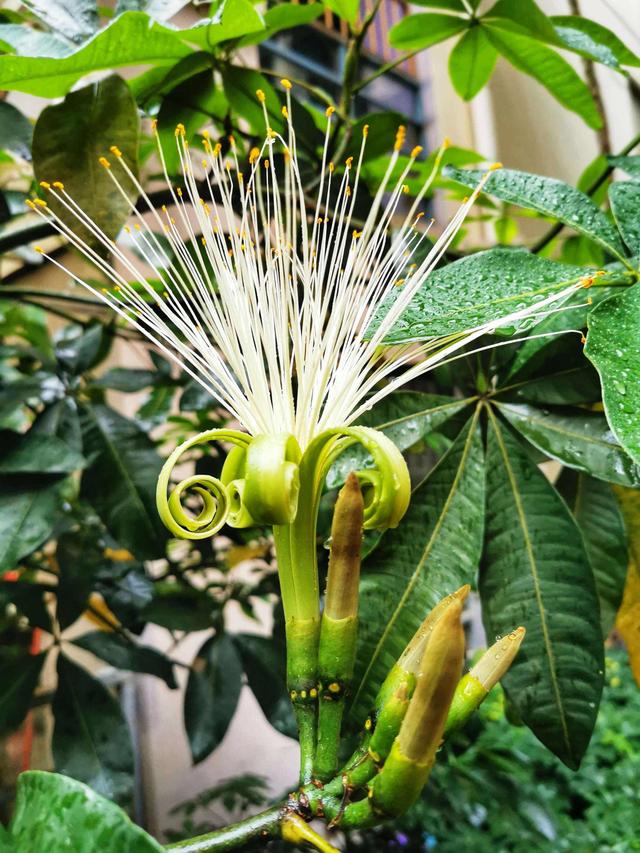 世界上最吉利好运的花，世界上最吉利好运的花朵（开花就是“好兆头”）