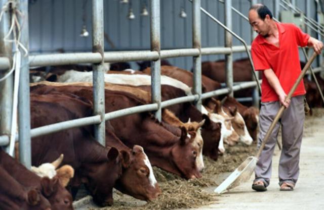禁止烧秸秆是谁提出来的，不能烧秸秆是谁提出来的（秸秆焚烧：沿袭千年的农业习俗）