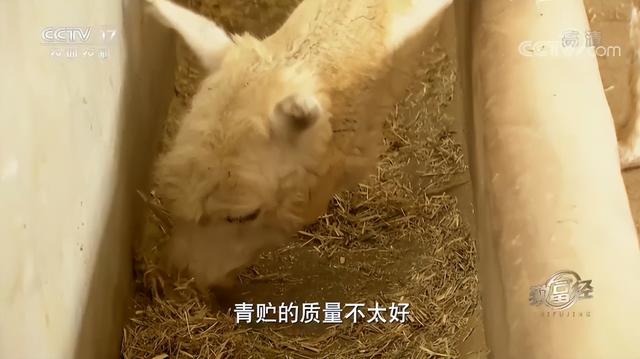 羊驼养殖网，女海归毕业生放弃高薪工作（全国养殖羊驼的地方有哪些）