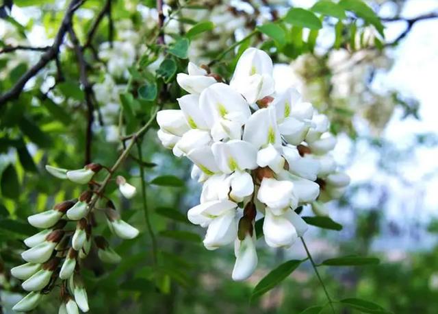 春游采摘文案，秋游采摘文案（来一个踏春赏花摘野菜之约）