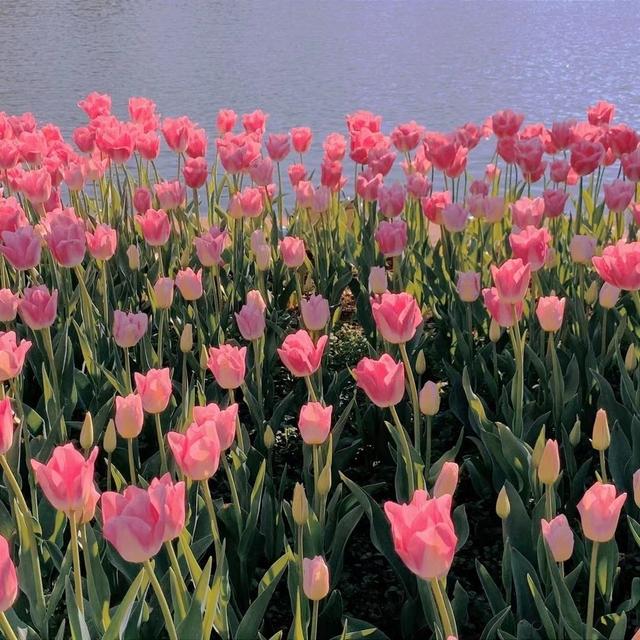 朋友圈图片，朋友圈图片折叠是怎么回事（分享一些治愈又个性的朋友圈背景图）