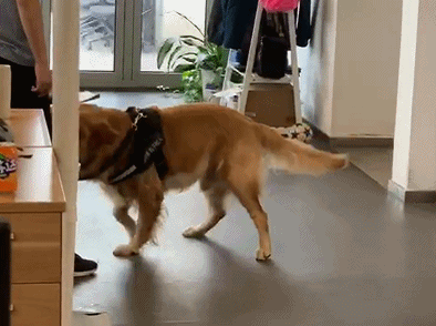 扒拉我是什么意思，东北话扒拉我是什么意思（为何狗狗经常用手“扒拉”我）