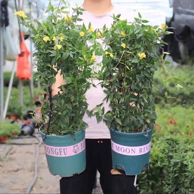 法国香水花，堪称开花界“航空母舰”（法国香水花有毒吗）