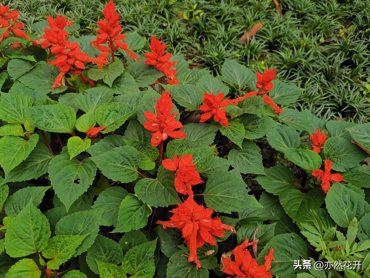 学校活动简报的格式（信息和简报的写作要点与技巧）