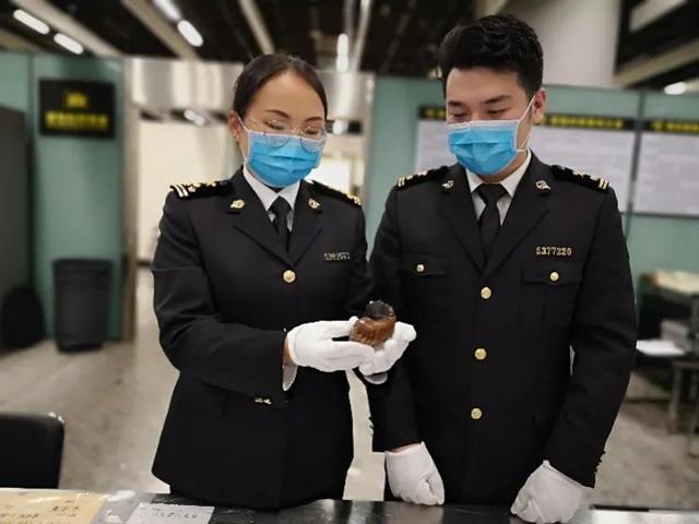 蜗牛的身体结构，蜗牛的主要身体结构和作用（在中国泛滥成灾的非洲大蜗牛）