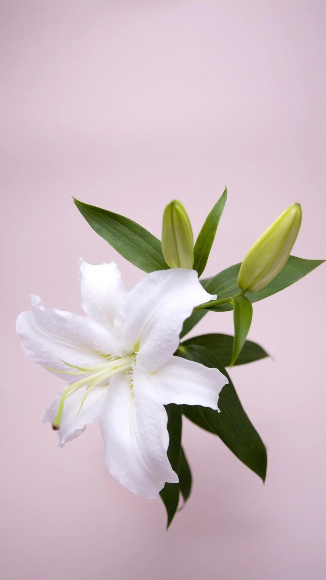 百合花仙子图片大全(花中的仙子一一百合花壁纸) - 彝家农业网