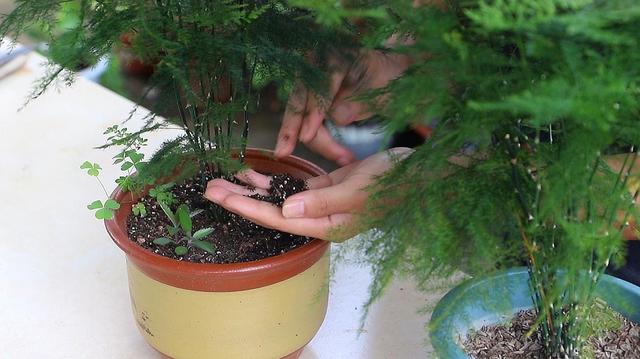 文竹的养殖方法和注意事项，文竹的养殖方法和注意事项有哪些（要让文竹“翠绿旺盛”）