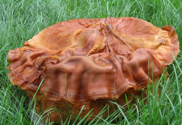 太岁是怎么形成的，化解太岁的三种方法（形成于4万年前、不是植物不是肉）