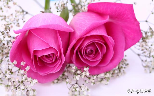 情人节表白短信，2022网络情人节表白短信（2022年情人节温馨表白句子）