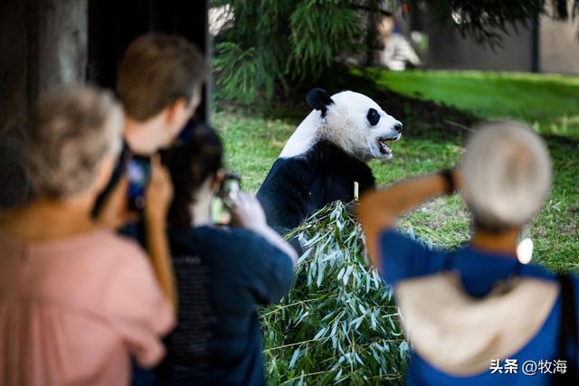 食铁兽为什么是大熊猫，大熊猫为什么叫食铁兽（中国“高价出租”的国宝）