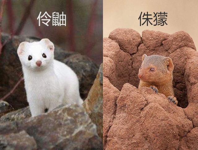 豹子是猫科动物吗，猎豹是什么科动物（3000多万年的“世仇”）