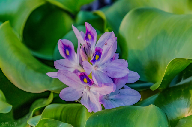 花语短句唯美句子，花语短句唯美句子八个字（一束花点燃爱）