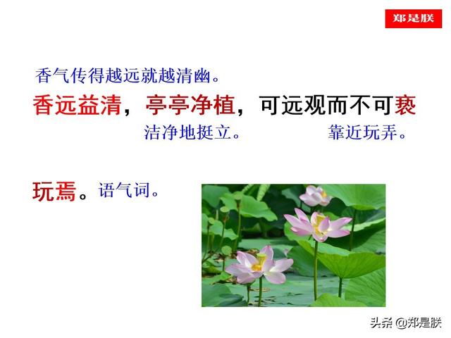 爱莲说原文朗读，爱莲说拼音版原文（部编人教版七年级语文下第17课《爱莲说》周敦颐-诵读+课件）