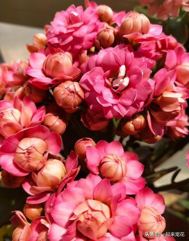 花语大全各种花的花语，各种花的花语和寓意（8种寓意美好的漂亮花）