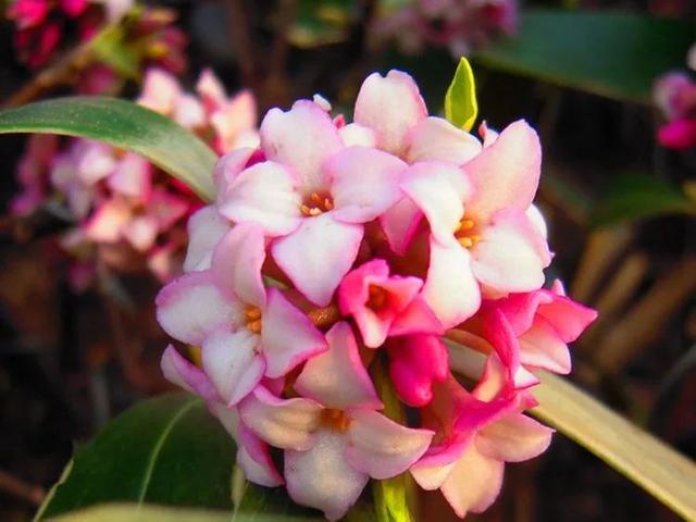 比香水还好闻的5种花，这4种香香花