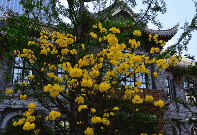 女人喝什么茶最好，女人平时喝什么茶好（建议女人：多喝这5种“鲜茶”）