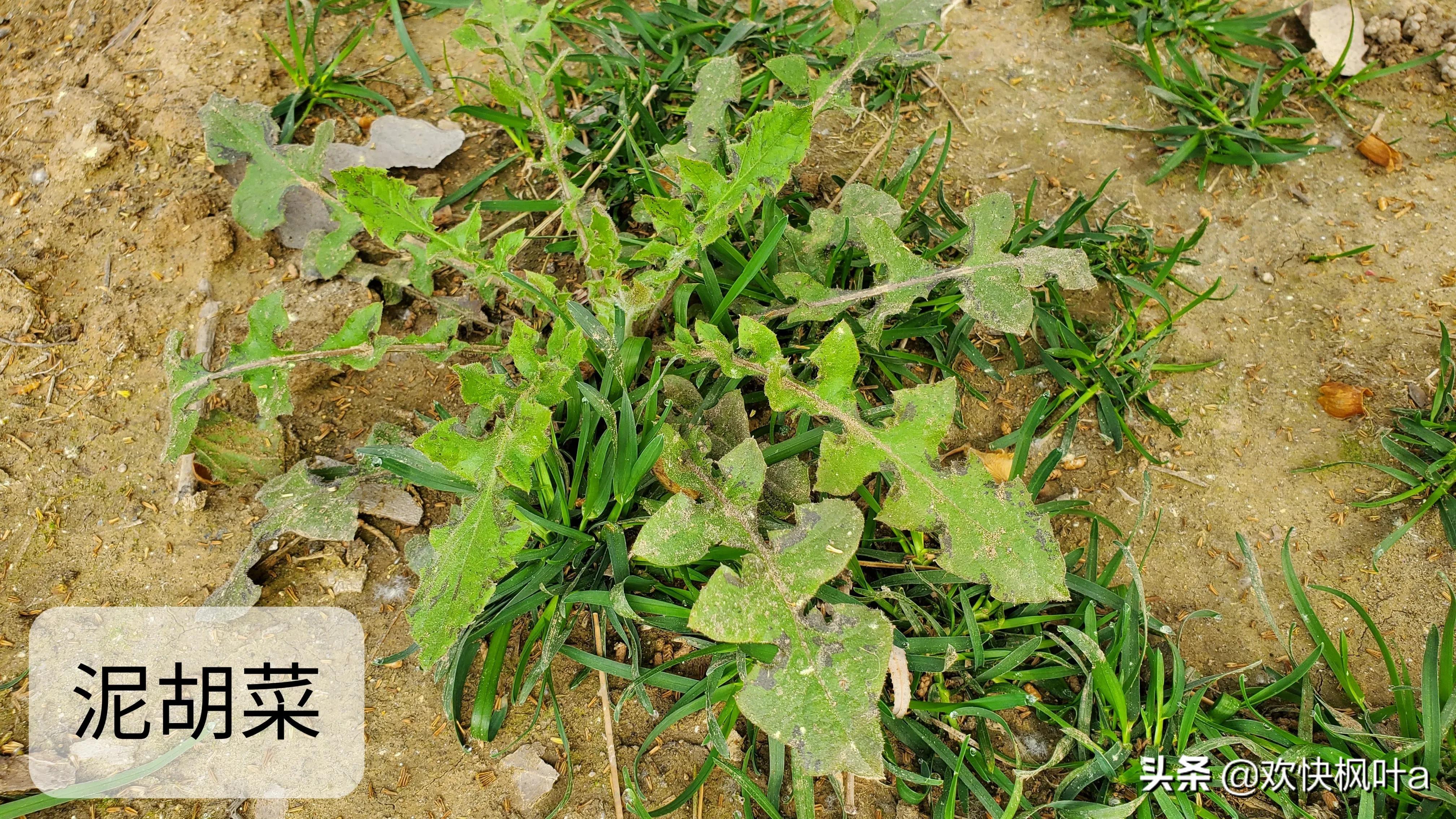 芥菜到底有几种，芥菜有哪些种类（荠菜、蒲公英、泥胡菜分辨）
