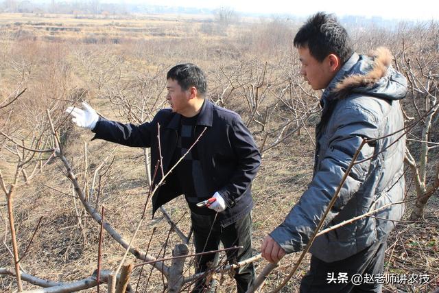 怎么选购园艺剪刀中的修枝剪，园艺剪刀 修枝剪（掌握4点修剪原则少走弯路）