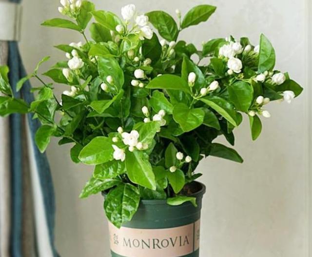 室内适合养殖什么，室内适合养殖什么项目（6种“健康花”）