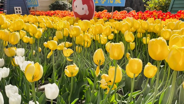 郑州周边免费景点，郑州最近免费旅游景点大全（不出郑州的8个赏花遛娃地）