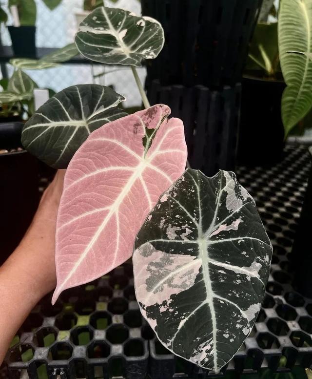 尖尾芋的养殖方法，教你从配土和浇水上养好这一大类植物