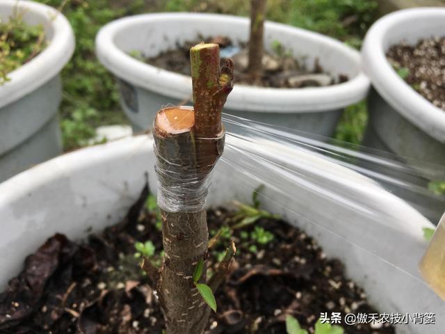 嫁接有哪两种方式，嫁接的方式有两种（桂花几月份嫁接）