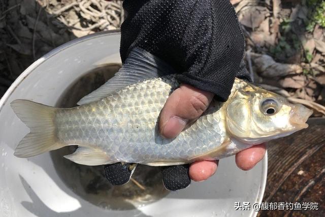 怎樣樣自制鯽魚餌料配方,自制鯽魚餌料配方大全(野釣鯽魚用哪種餌料