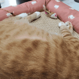 怎样抱猫咪最舒服，怎样抱猫咪最舒服图片（史上最全猫咪按摩宝典）