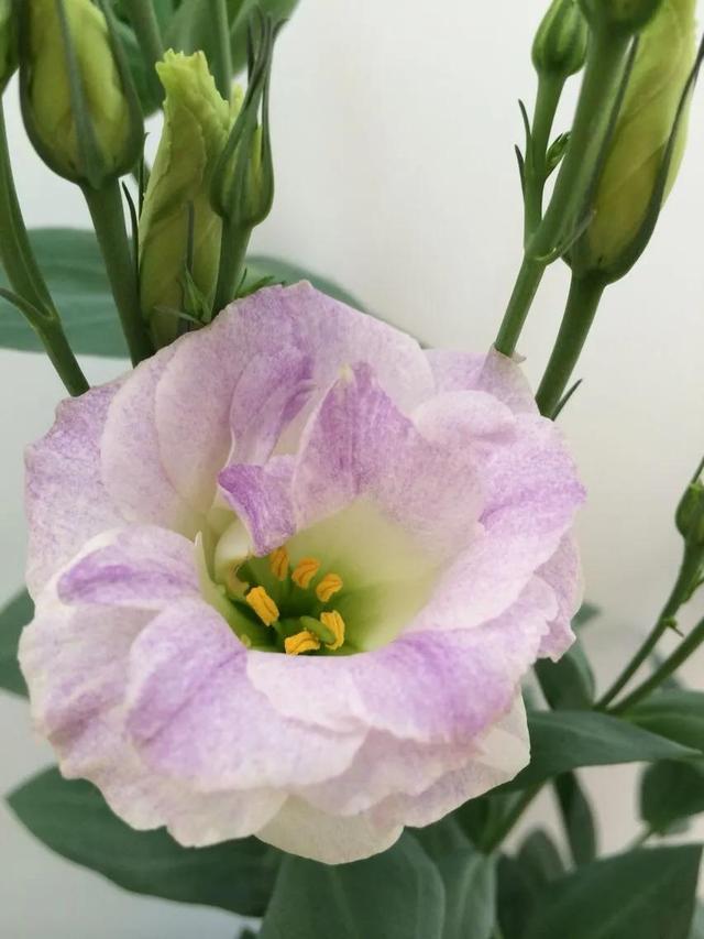 粉色桔梗花的花语是什么，粉桔梗的花语和寓意（花色各不同。同样皆美丽）
